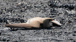 Collared Pratincole