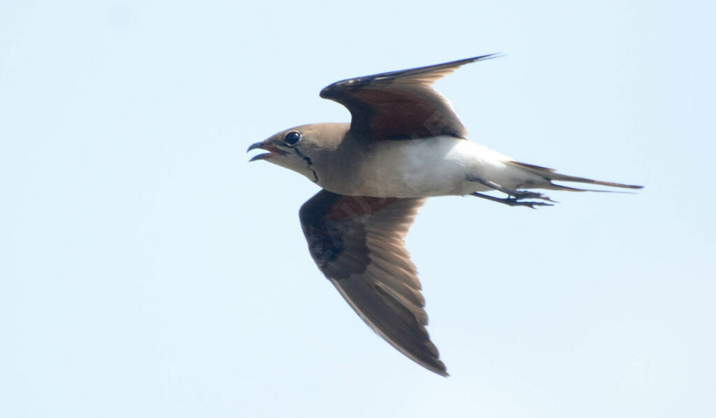 Collared Pratincoleadult, identification