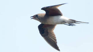 Collared Pratincole