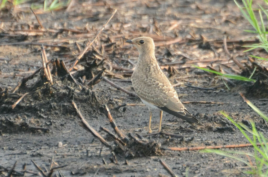 Glaréole à collierjuvénile, identification