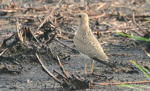 Collared Pratincole