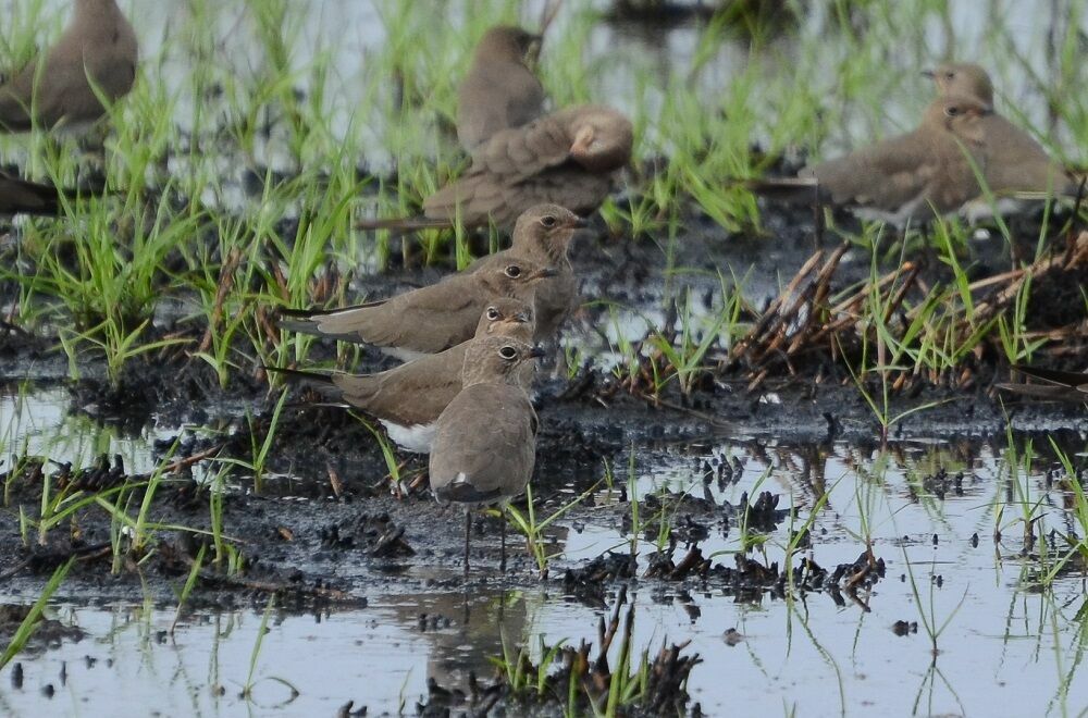 Collared Pratincoleimmature, identification