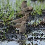 Collared Pratincole