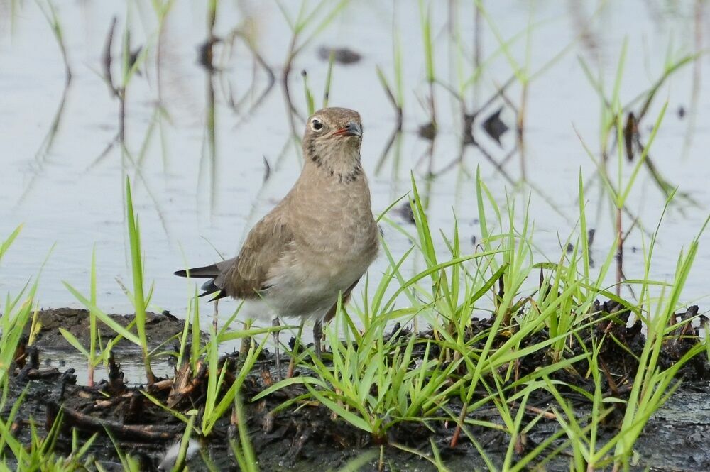 Collared PratincoleFirst year, identification