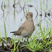 Collared Pratincole