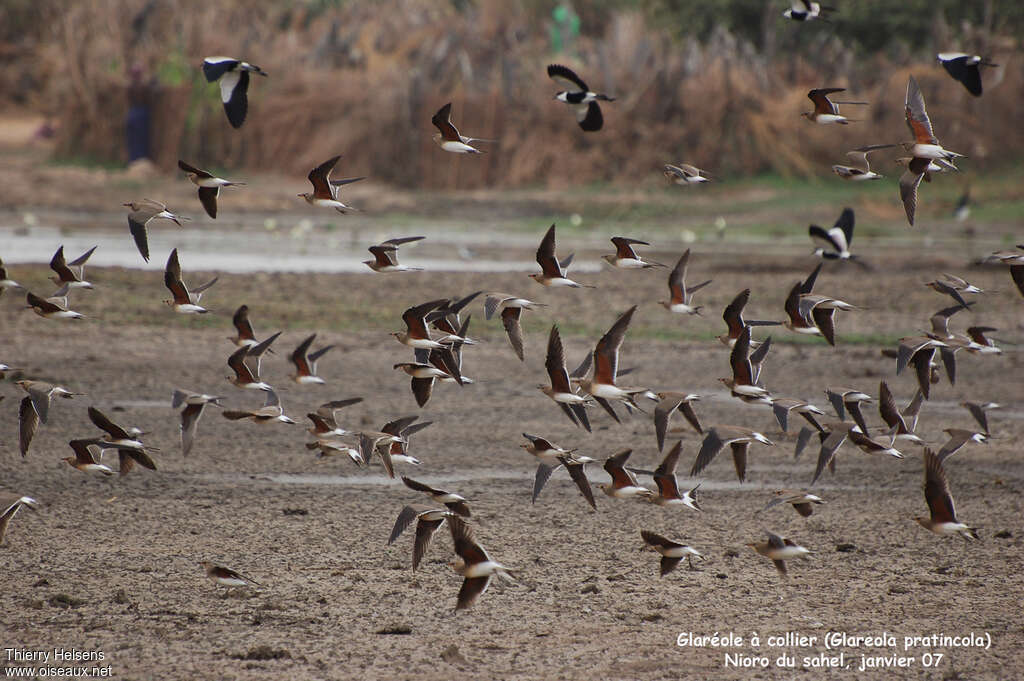 Collared Pratincole, Flight