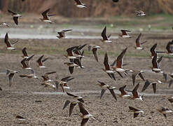 Collared Pratincole