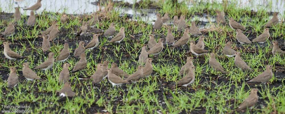 Collared Pratincoleadult post breeding, Behaviour