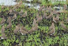 Collared Pratincole