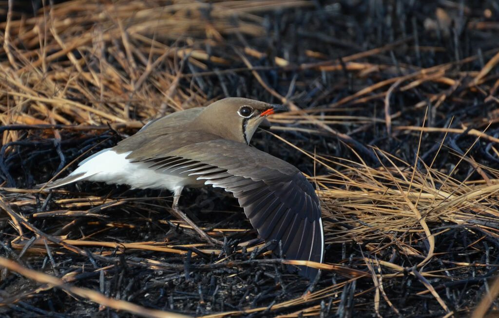 Collared Pratincoleadult