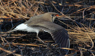 Collared Pratincole