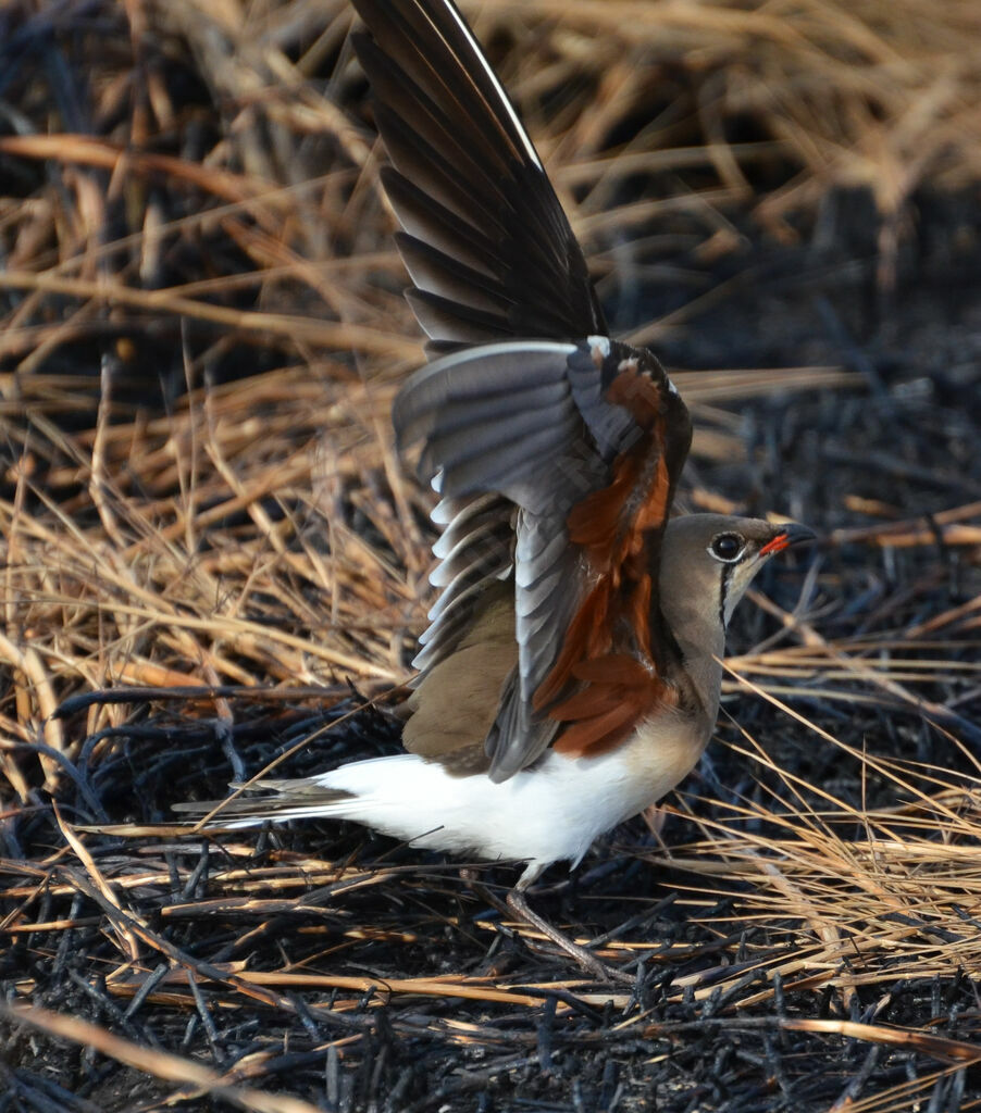 Collared Pratincoleadult