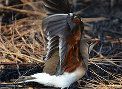 Collared Pratincole