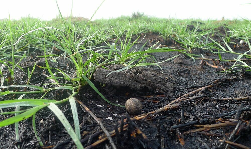 Collared Pratincole, Reproduction-nesting