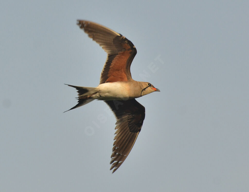 Collared Pratincole