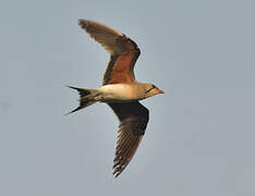 Collared Pratincole