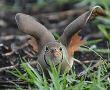 Collared Pratincole