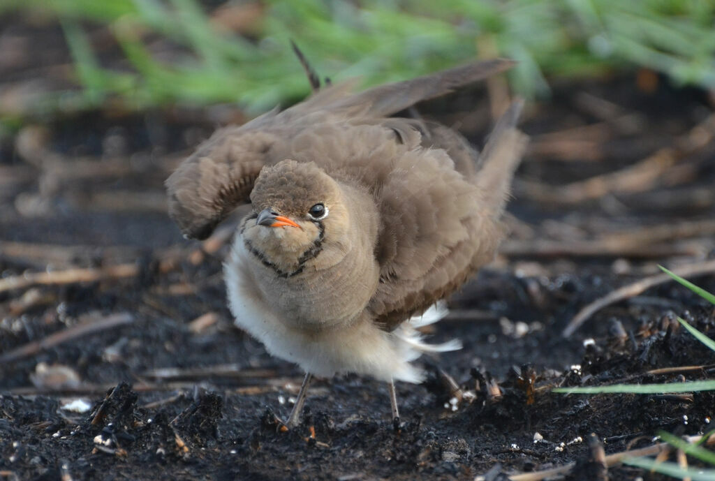 Collared Pratincoleadult, identification