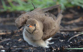 Collared Pratincole