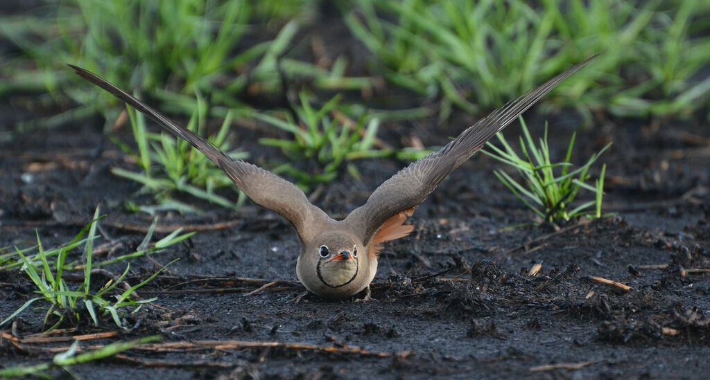 Collared Pratincoleadult, identification