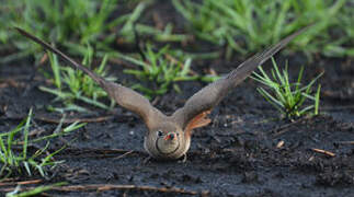 Collared Pratincole