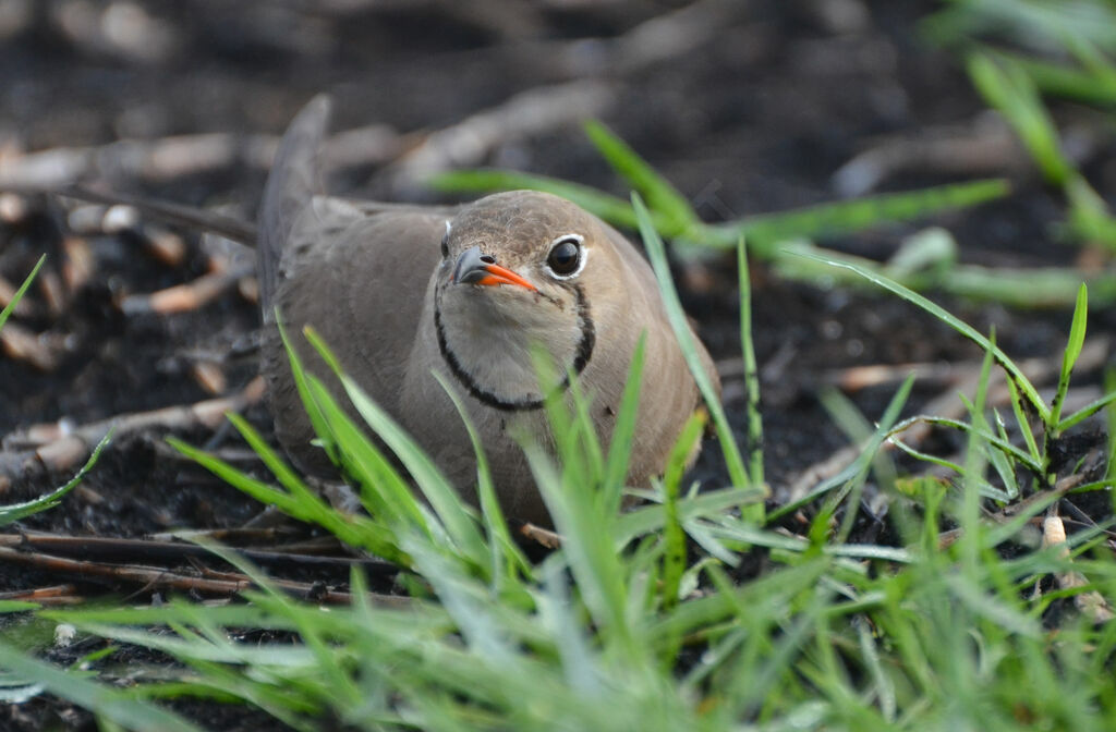 Collared Pratincoleadult, identification