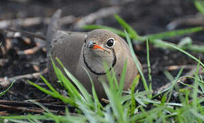 Collared Pratincole