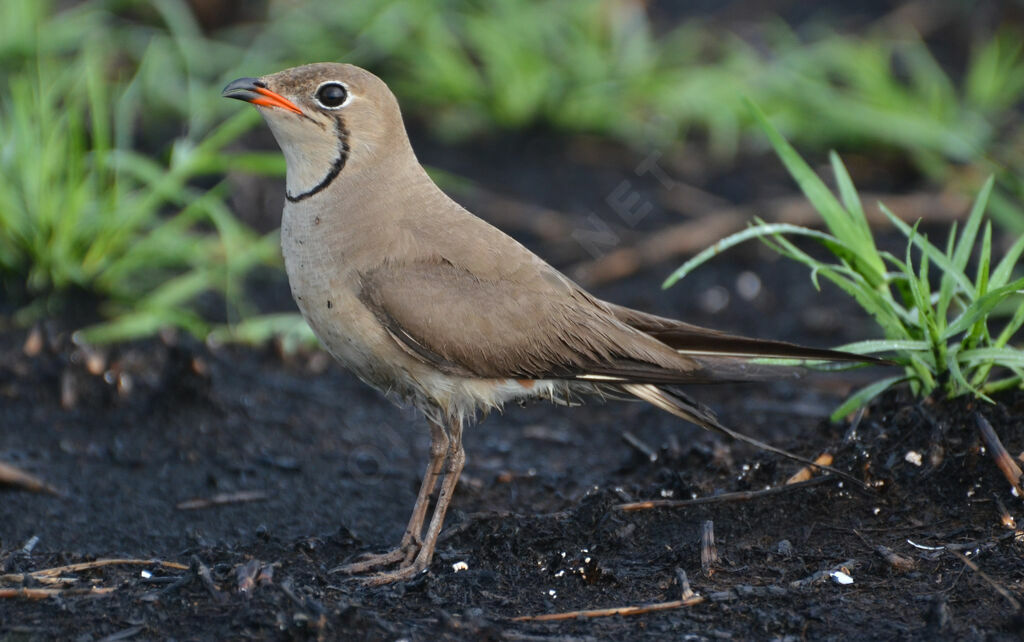 Collared Pratincole