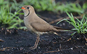 Collared Pratincole