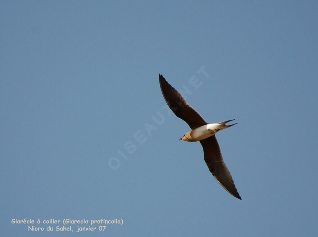 Collared Pratincoleadult post breeding