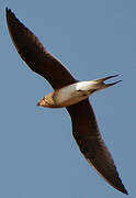 Collared Pratincole