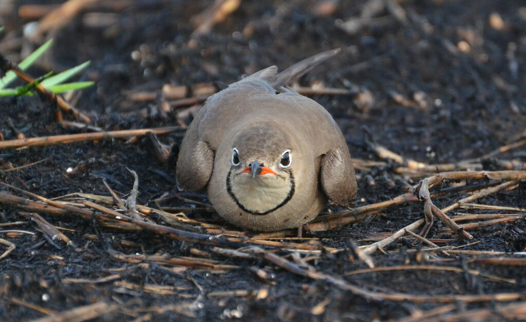 Collared Pratincoleadult, identification