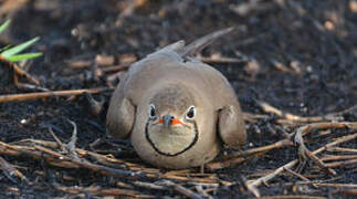 Collared Pratincole