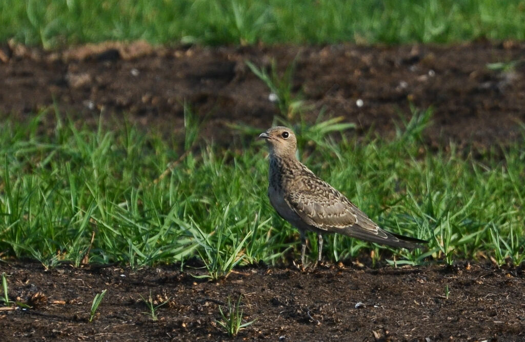 Glaréole à collierjuvénile, identification