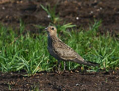 Collared Pratincole