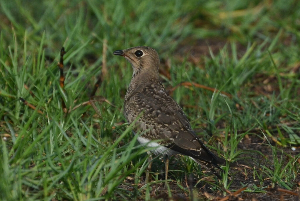 Glaréole à collierimmature, identification