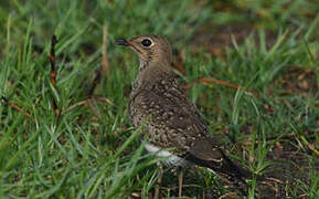 Collared Pratincole