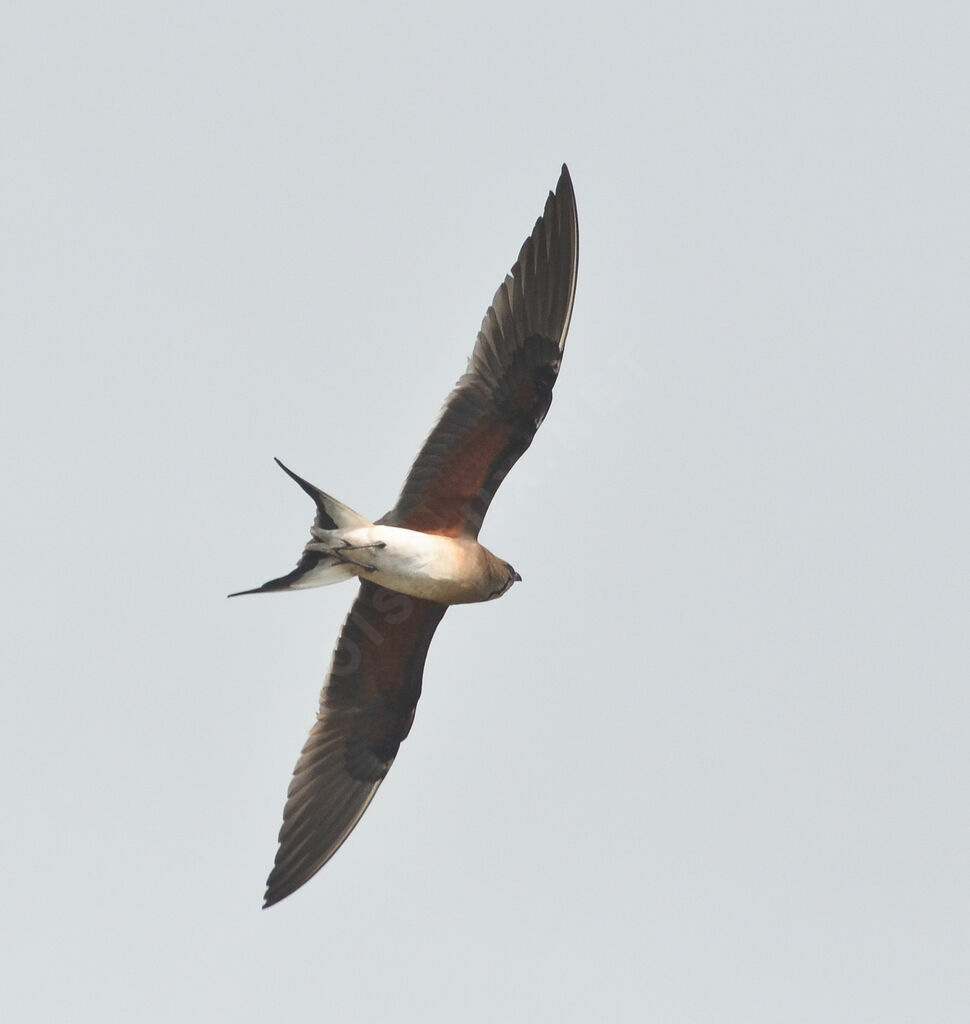 Collared Pratincole, Flight