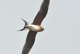 Collared Pratincole