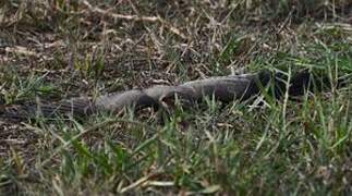 Collared Pratincole