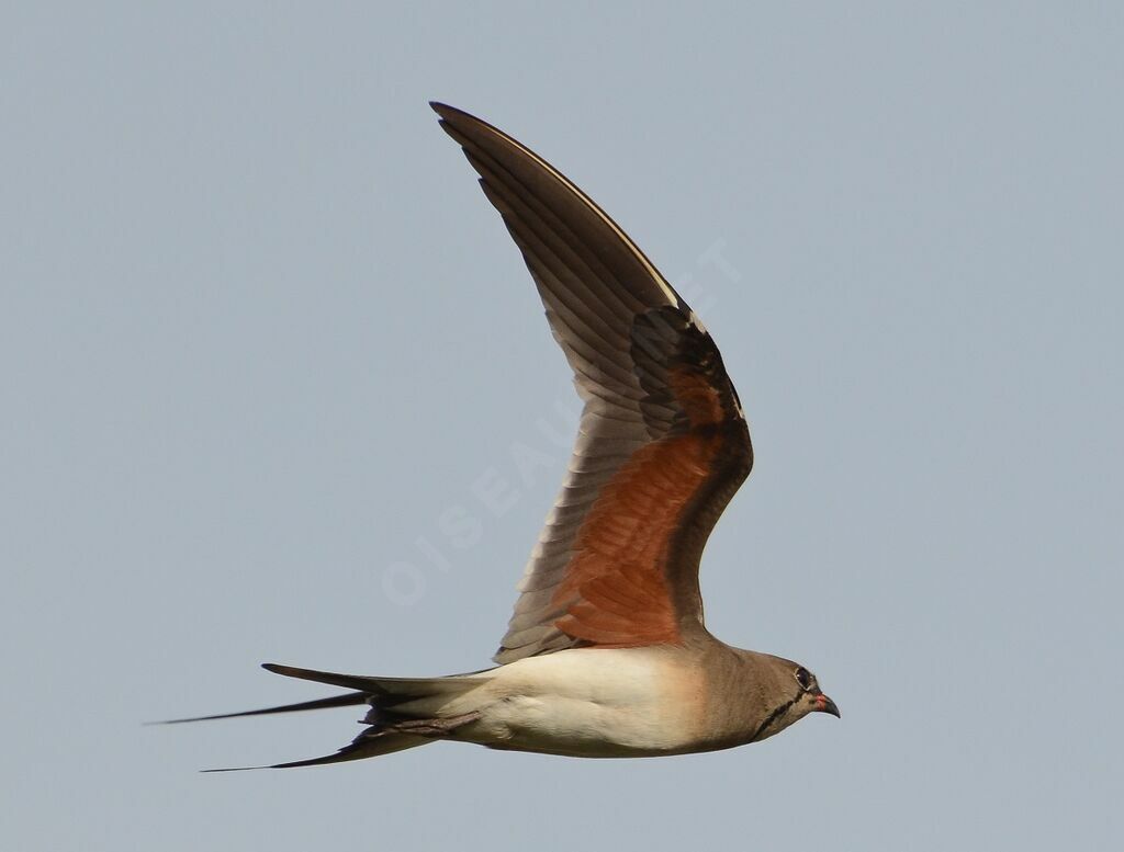 Collared Pratincoleadult, Flight