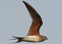 Collared Pratincole