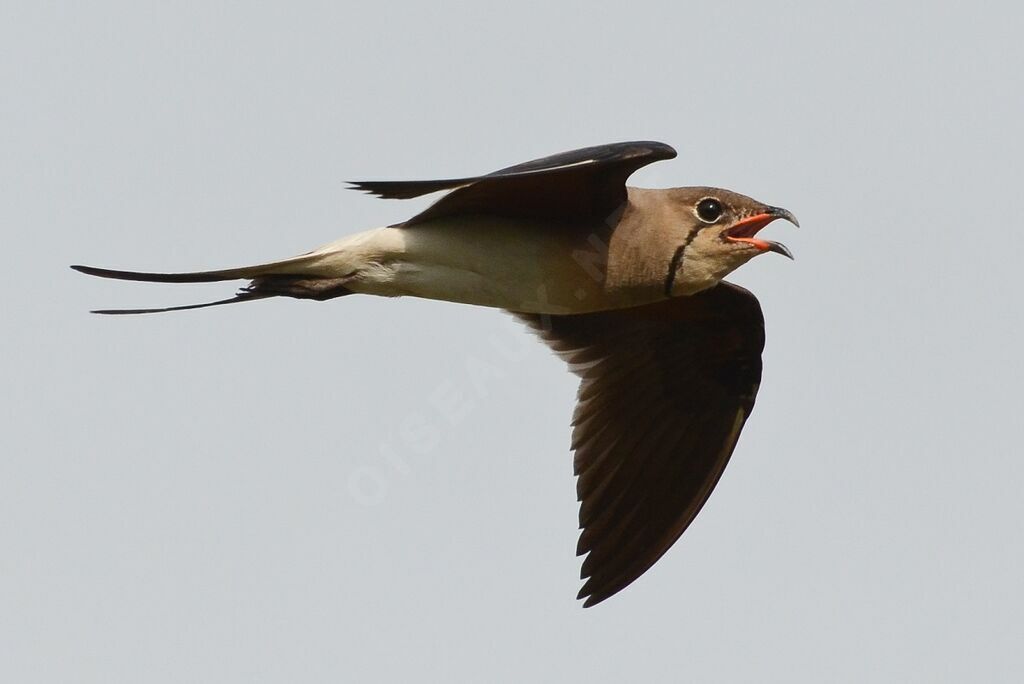 Collared Pratincoleadult, Flight