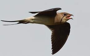 Collared Pratincole