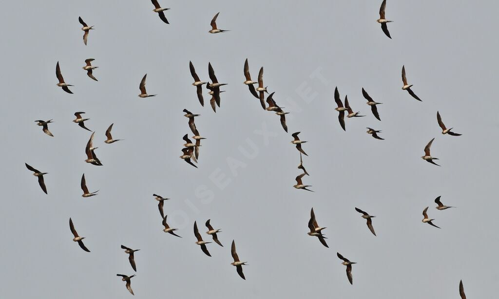 Collared Pratincole