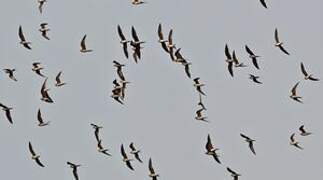 Collared Pratincole