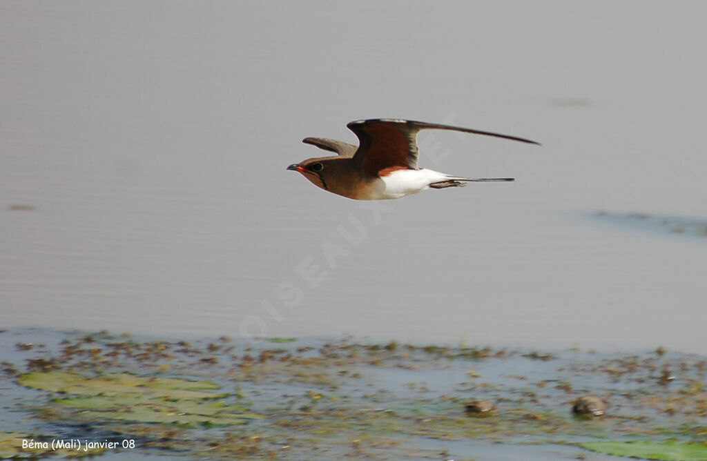 Collared Pratincoleadult