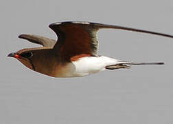 Collared Pratincole