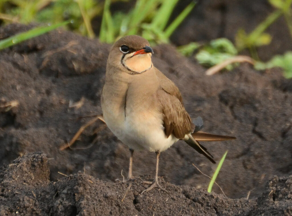 Glaréole à collieradulte, identification