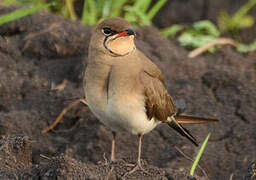 Collared Pratincole